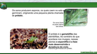 Os soros produzem esporos, os quais caem no solo e
germinam, originando uma pequena planta chamada
de prótalo.
O prótalo é o gametófito das
pteridófitas. Ao contrário do que
acontece nos musgos, nessas
plantas o esporófito é a fase
mais desenvolvida e
duradoura do ciclo.
Plantinha germinando em prótalo.
Os soros ficam
na parte inferior
das folhas.
FOTOS:
FABIO
COLOMBINI
/
ACERVO
DO
FOTÓGRAFO
21
 