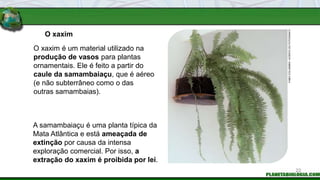 O xaxim
A samambaiaçu é uma planta típica da
Mata Atlântica e está ameaçada de
extinção por causa da intensa
exploração comercial. Por isso, a
extração do xaxim é proibida por lei.
O xaxim é um material utilizado na
produção de vasos para plantas
ornamentais. Ele é feito a partir do
caule da samambaiaçu, que é aéreo
(e não subterrâneo como o das
outras samambaias).
FABIO
COLOMBINI
/
ACERVO
DO
FOTÓGRAFO
22
 