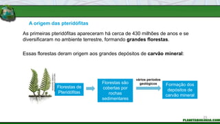 A origem das pteridófitas
Florestas são
cobertas por
rochas
sedimentares
Formação dos
depósitos de
carvão mineral
vários períodos
geológicos
Essas florestas deram origem aos grandes depósitos de carvão mineral:
As primeiras pteridófitas apareceram há cerca de 430 milhões de anos e se
diversificaram no ambiente terrestre, formando grandes florestas.
Florestas de
Pteridófitas
INGEBORG
ASBACH
/
ARQUIVO
DA
EDITORA
23
 