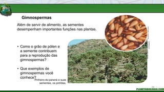 Gimnospermas
• Como o grão de pólen e
a semente contribuem
para a reprodução das
gimnospermas?
• Que exemplos de
gimnospermas você
conhece?
Além de servir de alimento, as sementes
desempenham importantes funções nas plantas.
Pinheiro-do-paraná e suas
sementes, os pinhões.
ZIG
KOCH
/
REFLEXO
DENISE
GRECO
/
ACERVO
DO
FOTÓGRAFO
24
 