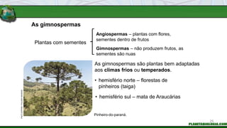 As gimnospermas
Plantas com sementes
Angiospermas – plantas com flores,
sementes dentro de frutos
Gimnospermas – não produzem frutos, as
sementes são nuas
As gimnospermas são plantas bem adaptadas
aos climas frios ou temperados.
Pinheiro-do-paraná.
• hemisfério norte – florestas de
pinheiros (taiga)
• hemisfério sul – mata de Araucárias
PALÊ
ZUPPANI
/
PULSAR
IMAGENS
25
 