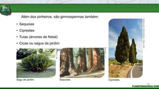 Além dos pinheiros, são gimnospermas também:
Sequoias. Ciprestes.
Sagu de jardim.
• Sequoias
• Ciprestes
• Tuias (árvores de Natal)
• Cicas ou sagus de jardim
• Pinheirinhos-bravos ou podocarpos
V.
C.
L.
/
KEYSTONE
SPL
/
LATINSTOCK
GARY
YOWELL
/
THE
IMAGE
BANK
/
GETTY
IMAGES
26
 