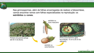 Nas gimnospermas, além de folhas encarregadas de realizar a fotossíntese,
vamos encontrar ramos com folhas especializadas na reprodução: os
estróbilos ou cones.
DENISE
GRECO
/
ACERVO
DO
FOTÓGRAFO
INGEBORG
ASBACH
/
ARQUIVO
DA
EDITORA
FABIO
COLOMBINI
/
ACERVO
DO
FOTÓGRAFO
estróbilo ou
cone masculino
Pinheiro-do-paraná (atinge
até 50 m de altura).
Pinha (cone feminino após
fecundação; 10 cm a 20 cm de
diâmetro).
estróbilo ou
cone feminino
27
 
