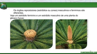 Os órgãos reprodutores (estróbilos ou cones) masculinos e femininos são
diferentes.
Veja um estróbilo feminino e um estróbilo masculino de uma planta do
gênero Cycas:
FOTOS:
FABIO
COLOMBINI
/
ACERVO
DO
FOTÓGRAFO
28
 
