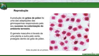 Reprodução
O gameta masculino é levado de
uma planta a outra pelo vento,
protegido dentro do grão de pólen.
Grãos de pólen de um pinheiro.
A produção de grãos de pólen foi
uma das adaptações das
gimnospermas responsáveis pelo
seu sucesso na colonização do
ambiente terrestre.
E.
R.
DEGGINGER
/
PHOTORESEARCHERS
/
LATINSTOCK
29
 