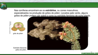 Nas coníferas encontram-se os estróbilos, ou cones masculinos,
especializados na produção de grãos de pólen. Levados pelo vento, alguns
grãos de pólen podem cair sobre o cone ou estróbilo feminino de outra planta.
Estróbilo liberando
grãos de pólen.
grão de pólen
JEROME
WEXLER
/
PHOTORESEARCHERS
/
LATINSTOCK
INGEBORG
ASBACH
/
ARQUIVO
DA
EDITORA
30
 