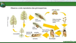 Observe o ciclo reprodutivo das gimnospermas:
cone
masculino
cone
feminino
grão de pólen
Grãos de pólen
levados pelo
vento.
oosfera
Tubo polínico
que cresce.
fecundação
oosfera
embrião
semente
reserva de
alimento
nova planta
INGEBORG
ASBACH
/
ARQUIVO
DA
EDITORA
31
 