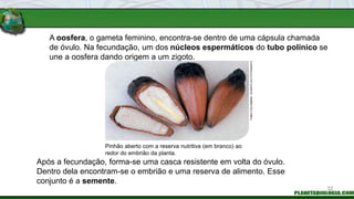 A oosfera, o gameta feminino, encontra-se dentro de uma cápsula chamada
de óvulo. Na fecundação, um dos núcleos espermáticos do tubo polínico se
une a oosfera dando origem a um zigoto.
Pinhão aberto com a reserva nutritiva (em branco) ao
redor do embrião da planta.
Após a fecundação, forma-se uma casca resistente em volta do óvulo.
Dentro dela encontram-se o embrião e uma reserva de alimento. Esse
conjunto é a semente.
32
FABIO
COLOMBINI
/
ACERVO
DO
FOTÓGRAFO
 