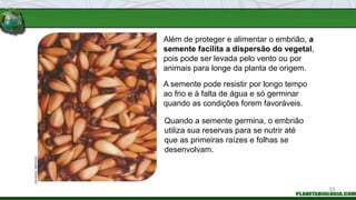 Além de proteger e alimentar o embrião, a
semente facilita a dispersão do vegetal,
pois pode ser levada pelo vento ou por
animais para longe da planta de origem.
A semente pode resistir por longo tempo
ao frio e à falta de água e só germinar
quando as condições forem favoráveis.
Quando a semente germina, o embrião
utiliza sua reservas para se nutrir até
que as primeiras raízes e folhas se
desenvolvam.
ZIG
KOCH
/
REFLEXO
33
 