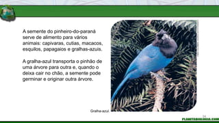 A semente do pinheiro-do-paraná
serve de alimento para vários
animais: capivaras, cutias, macacos,
esquilos, papagaios e gralhas-azuis.
A gralha-azul transporta o pinhão de
uma árvore para outra e, quando o
deixa cair no chão, a semente pode
germinar e originar outra árvore.
Gralha-azul.
FABIO
COLOMBINI
/
ACERVO
DO
FOTÓGRAFO
34
 