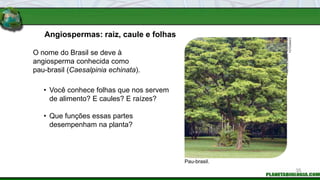 Angiospermas: raiz, caule e folhas
• Você conhece folhas que nos servem
de alimento? E caules? E raízes?
• Que funções essas partes
desempenham na planta?
Pau-brasil.
O nome do Brasil se deve à
angiosperma conhecida como
pau-brasil (Caesalpinia echinata).
FABIO
COLOMBINI
/
ACERVO
DO
FOTÓGRAFO
35
 