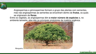 Angiospermas e gimnospermas formam o grupo das plantas com sementes,
mas nas angiospermas as sementes se encontram dentro de frutos, os quais
se originaram de flores.
Entre os vegetais, as angiospermas têm o maior número de espécies e, no
ambiente terrestre, elas são os principais produtores de matéria orgânica.
Mangueira.
FABIO
COLOMBINI
/
ACERVO
DO
FOTÓGRAFO
36
 