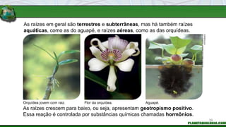 As raízes em geral são terrestres e subterrâneas, mas há também raízes
aquáticas, como as do aguapé, e raízes aéreas, como as das orquídeas.
As raízes crescem para baixo, ou seja, apresentam geotropismo positivo.
Essa reação é controlada por substâncias químicas chamadas hormônios.
Flor da orquídea.
Orquídea jovem com raiz. Aguapé.
FOTOS:
FABIO
COLOMBINI
/
ACERVO
DO
FOTÓGRAFO
39
 