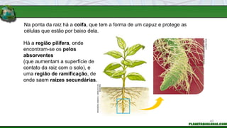 Na ponta da raiz há a coifa, que tem a forma de um capuz e protege as
células que estão por baixo dela.
Há a região pilífera, onde
encontram-se os pelos
absorventes
(que aumentam a superfície de
contato da raiz com o solo), e
uma região de ramificação, de
onde saem raízes secundárias.
INGEBORG
ASBACH
/
ARQUIVO
DA
EDITORA
STEVE
GSCHMEISSNER
/
SPL
/
LATINSTOCK
40
 