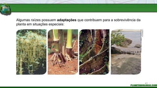 Algumas raízes possuem adaptações que contribuem para a sobrevivência da
planta em situações especiais:
FOTOS:
FABIO
COLOMBINI
/
ACERVO
DO
FOTÓGRAFO
41
 
