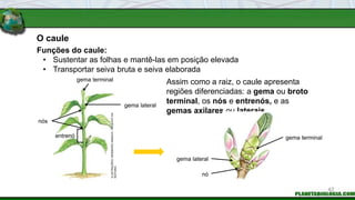 Funções do caule:
Assim como a raiz, o caule apresenta
regiões diferenciadas: a gema ou broto
terminal, os nós e entrenós, e as
gemas axilares ou laterais.
O caule
gema lateral
nós
gema terminal
entrenó
gema lateral
gema terminal
nó
• Sustentar as folhas e mantê-las em posição elevada
• Transportar seiva bruta e seiva elaborada
42
ILUSTRAÇÕES:
INGEBORG
ASBACH
/
ARQUIVO
DA
EDITORA
 