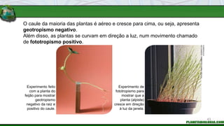 O caule da maioria das plantas é aéreo e cresce para cima, ou seja, apresenta
geotropismo negativo.
Além disso, as plantas se curvam em direção a luz, num movimento chamado
de fototropismo positivo.
Experimento feito
com a planta do
feijão para mostrar
geotropismo
negativo da raiz e
positivo do caule.
Experimento de
fototropismo para
mostrar que a
planta (alpiste)
cresce em direção
à luz da janela.
43
FOTOS:
FABIO
COLOMBINI
/
ACERVO
DO
FOTÓGRAFO
 