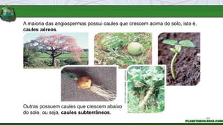 A maioria das angiospermas possui caules que crescem acima do solo, isto é,
caules aéreos.
Outras possuem caules que crescem abaixo
do solo, ou seja, caules subterrâneos.
FOTOS:
FABIO
COLOMBINI
/
ACERVO
DO
FOTÓGRAFO
44
 