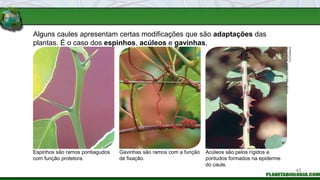 Alguns caules apresentam certas modificações que são adaptações das
plantas. É o caso dos espinhos, acúleos e gavinhas.
Espinhos são ramos pontiagudos
com função protetora.
Acúleos são pelos rígidos e
pontudos formados na epiderme
do caule.
Gavinhas são ramos com a função
de fixação.
FOTOS:
FABIO
COLOMBINI
/
ACERVO
DO
FOTÓGRAFO
45
 
