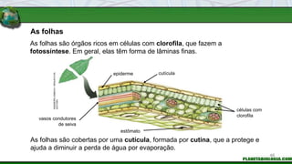 As folhas são cobertas por uma cutícula, formada por cutina, que a protege e
ajuda a diminuir a perda de água por evaporação.
As folhas
As folhas são órgãos ricos em células com clorofila, que fazem a
fotossíntese. Em geral, elas têm forma de lâminas finas.
INGEBORG
ASBACH
/
ARQUIVO
DA
EDITORA
vasos condutores
de seiva
epiderme cutícula
células com
clorofila
estômato
46
 