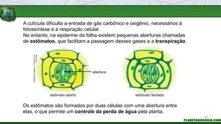 A cutícula dificulta a entrada de gás carbônico e oxigênio, necessários à
fotossíntese e à respiração celular.
No entanto, na epiderme da folha existem pequenas aberturas chamadas
de estômatos, que facilitam a passagem desses gases e a transpiração.
Os estômatos são formados por duas células com uma abertura entre
elas, o que permite um controle da perda de água pela planta.
INGEBORG
ASBACH
/
ARQUIVO
DA
EDITORA
abertura
estômato aberto estômato fechado
47
 