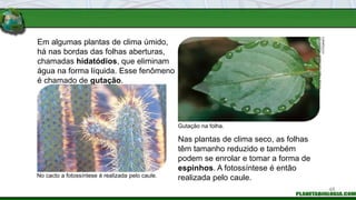 Em algumas plantas de clima úmido,
há nas bordas das folhas aberturas,
chamadas hidatódios, que eliminam
água na forma líquida. Esse fenômeno
é chamado de gutação.
Nas plantas de clima seco, as folhas
têm tamanho reduzido e também
podem se enrolar e tomar a forma de
espinhos. A fotossíntese é então
realizada pelo caule.
No cacto a fotossíntese é realizada pelo caule.
Gutação na folha.
FOTOS:
FABIO
COLOMBINI
/
ACERVO
DO
FOTÓGRAFO
48
 