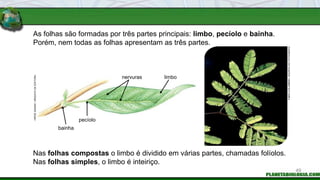 As folhas são formadas por três partes principais: limbo, pecíolo e bainha.
Porém, nem todas as folhas apresentam as três partes.
Nas folhas compostas o limbo é dividido em várias partes, chamadas folíolos.
Nas folhas simples, o limbo é inteiriço.
FABIO
COLOMBINI
/
ACERVO
DO
FOTÓGRAFO
HIROE
SASAKI
/
ARQUIVO
DA
EDITORA
bainha
pecíolo
nervuras limbo
49
 