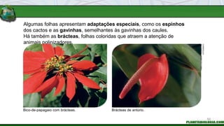 Algumas folhas apresentam adaptações especiais, como os espinhos
dos cactos e as gavinhas, semelhantes às gavinhas dos caules.
Há também as brácteas, folhas coloridas que atraem a atenção de
animais polinizadores.
Bico-de-papagaio com brácteas. Brácteas de antúrio.
FABIO
COLOMBINI
/
ACERVO
DO
FOTÓGRAFO
50
 