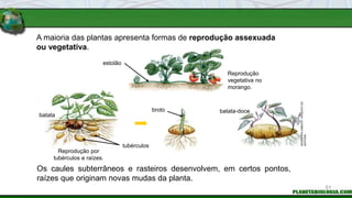 A maioria das plantas apresenta formas de reprodução assexuada
ou vegetativa.
Os caules subterrâneos e rasteiros desenvolvem, em certos pontos,
raízes que originam novas mudas da planta.
estolão
batata
tubérculos
broto batata-doce
51
INGEBORG
ASBACH
/
ARQUIVO
DA
EDITORA
Reprodução
vegetativa no
morango.
Reprodução por
tubérculos e raízes.
 