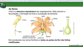 As flores
Ela é produzida nos ramos floríferos e todas as partes da flor são folhas
modificadas.
A flor é a estrutura reprodutora das angiospermas. Nela ocorrem a
fecundação, a formação do fruto e a produção da semente.
estame
antera
filete
estame
pistilo
pétalas
sépalas
pedúnculo
receptáculo (porção
dilatada do pedúnculo)
pistilo
ovário
HIROE
SASAKI
/
ARQUIVO
DA
EDITORA
53
 