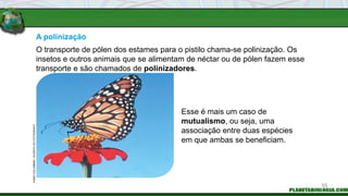 A polinização
Esse é mais um caso de
mutualismo, ou seja, uma
associação entre duas espécies
em que ambas se beneficiam.
O transporte de pólen dos estames para o pistilo chama-se polinização. Os
insetos e outros animais que se alimentam de néctar ou de pólen fazem esse
transporte e são chamados de polinizadores.
FABIO
COLOMBINI
/
ACERVO
DO
FOTÓGRAFO
55
 