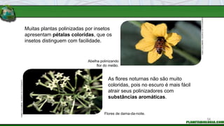 Muitas plantas polinizadas por insetos
apresentam pétalas coloridas, que os
insetos distinguem com facilidade.
As flores noturnas não são muito
coloridas, pois no escuro é mais fácil
atrair seus polinizadores com
substâncias aromáticas.
Abelha polinizando
flor do melão.
Flores de dama-da-noite.
FABIO
COLOMBINI
/
ACERVO
DO
FOTÓGRAFO
FABIO
COLOMBINI
/
ACERVO
DO
FOTÓGRAFO
56
 