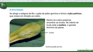 A fecundação
Dentro do ovário podemos
encontrar os óvulos. No interior do
óvulo está a oosfera, o gameta
feminino da planta.
Corte do pistilo do lírio.
Ao atingir o estigma da flor, o grão de pólen germina e forma o tubo polínico,
que cresce em direção ao ovário.
óvulos
FABIO
COLOMBINI
/
ACERVO
DO
FOTÓGRAFO
57
 