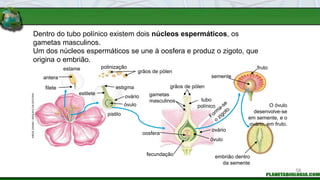 Dentro do tubo polínico existem dois núcleos espermáticos, os
gametas masculinos.
Um dos núcleos espermáticos se une à oosfera e produz o zigoto, que
origina o embrião.
antera
filete
estame polinização
grãos de pólen
estilete
estigma
ovário
óvulo
pistilo
gametas
masculinos
grãos de pólen
tubo
polínico
ovário
óvulo
oosfera
fecundação
semente
fruto
embrião dentro
da semente
O óvulo
desenvolve-se
em semente, e o
ovário, em fruto.
HIROE
SASAKI
/
ARQUIVO
DA
EDITORA
58
 