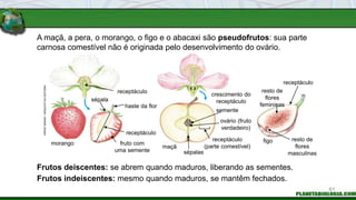 A maçã, a pera, o morango, o figo e o abacaxi são pseudofrutos: sua parte
carnosa comestível não é originada pelo desenvolvimento do ovário.
Frutos deiscentes: se abrem quando maduros, liberando as sementes.
Frutos indeiscentes: mesmo quando maduros, se mantêm fechados.
morango
receptáculo
fruto com
uma semente
receptáculo
sépala
crescimento do
receptáculo
semente
receptáculo
(parte comestível)
sépalas
receptáculo
resto de
flores
femininas
resto de
flores
masculinas
figo
maçã
HIROE
SASAKI
/
ARQUIVO
DA
EDITORA
61
haste da flor
ovário (fruto
verdadeiro)
 