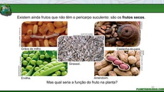 Existem ainda frutos que não têm o pericarpo suculento: são os frutos secos.
Mas qual seria a função do fruto na planta?
Grãos de milho.
FABIO
COLOMBINI
/
ACERVO
DO
FOTÓGRAFO
Castanha-do-pará.
FABIO
COLOMBINI
/
ACERVO
DO
FOTÓGRAFO
Ervilha.
SUPERTROOPER
/
SHUTTERSTOCK
/
GLOW
IMAGES
Amendoim.
STEYNO
&
STITCH
/
SHUTTERSTOCK
/
GLOW
IMAGES
Girassol.
ALAETTIN YILDIRIM /
SHUTTERSTOCK / GLOW IMAGES
62
 