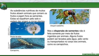 As substâncias nutritivas de muitos
frutos atraem animais que comem os
frutos e jogam fora as sementes.
Estas se espalham pelo solo e
podem dar origem a novas plantas.
Mas a dispersão de sementes não é
feita somente por meio de frutos
ingeridos por animais. Alguns frutos
podem ser levados pela água, pelo vento
ou transportados no corpo dos animais,
como os carrapichos.
Araçari-castanho.
Carrapicho.
Dente-de-leão.
FABIO
COLOMBINI
/
ACERVO
DO
FOTÓGRAFO
FABIO
COLOMBINI
/
ACERVO
DO
FOTÓGRAFO
BRIAN
A.
JACKSON
/
SHUTTERSTOCK
/
GLOW
IMAGES
63
 