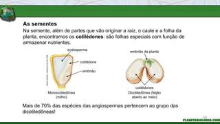 As sementes
Mais de 70% das espécies das angiospermas pertencem ao grupo das
dicotiledôneas!
Na semente, além de partes que vão originar a raiz, o caule e a folha da
planta, encontramos os cotilédones: são folhas especiais com função de
armazenar nutrientes.
HIROE
SASAKI
/
ARQUIVO
DA
EDITORA
endosperma
cotilédone
embrião
Monocotiledônea
(milho)
Dicotiledônea (feijão
aberto ao meio)
embrião da planta
cotilédones
65
 