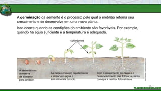 A germinação da semente é o processo pelo qual o embrião retoma seu
crescimento e se desenvolve em uma nova planta.
Isso ocorre quando as condições do ambiente são favoráveis. Por exemplo,
quando há água suficiente e a temperatura é adequada.
cotilédones
A semente usa
a reserva
de alimento
para crescer.
As raízes crescem rapidamente
e absorvem água e
sais minerais do solo.
Com o crescimento do caule e o
desenvolvimento das folhas, a planta
começa a realizar fotossíntese.
HIROE
SASAKI
/
ARQUIVO
DA
EDITORA
66
 
