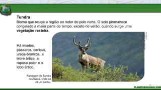 INGO
ARNDT
PHOTOGRAPHY
/
LATINSTOCK
Tundra
Há insetos,
pássaros, caribus,
ursos-brancos, a
lebre ártica, a
raposa polar e o
lobo ártico.
Paisagem de Tundra
no Alasca, onde se
vê um caribu.
Bioma que ocupa a região ao redor do polo norte. O solo permanece
congelado a maior parte do tempo, exceto no verão, quando surge uma
vegetação rasteira.
71
 
