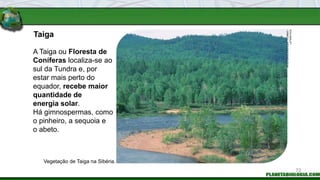 Taiga
Vegetação de Taiga na Sibéria.
A Taiga ou Floresta de
Coníferas localiza-se ao
sul da Tundra e, por
estar mais perto do
equador, recebe maior
quantidade de
energia solar.
Há gimnospermas, como
o pinheiro, a sequoia e
o abeto.
WOLFGANG
KAEHLER
/
CORBIS
/
LATINSTOCK
72
 