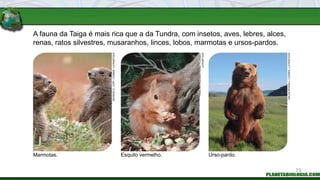 A fauna da Taiga é mais rica que a da Tundra, com insetos, aves, lebres, alces,
renas, ratos silvestres, musaranhos, linces, lobos, marmotas e ursos-pardos.
Marmotas. Esquilo vermelho. Urso-pardo.
GEORGE
D.
LEPP
/
CORBIS
/
LATINSTOCK
YANN
ARTHUS-BERTRAND
/
CORBIS
/
LATINSTOCK
GALEN
ROWELL
/
CORBIS
/
LATINSTOCK
73
 