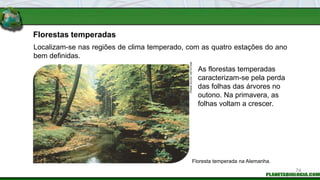 Florestas temperadas
As florestas temperadas
caracterizam-se pela perda
das folhas das árvores no
outono. Na primavera, as
folhas voltam a crescer.
Floresta temperada na Alemanha.
FRANK
IHLOW
/
KEYSTONE
Localizam-se nas regiões de clima temperado, com as quatro estações do ano
bem definidas.
74
 