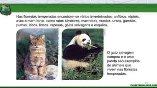 Nas florestas temperadas encontram-se vários invertebrados, anfíbios, répteis,
aves e mamíferos, como ratos silvestres, marmotas, veados, ursos, gambás,
pumas, lobos, linces, raposas, gatos selvagens e esquilos.
O gato selvagem
europeu e o urso
panda são exemplos
de animais que
vivem nas florestas
temperadas.
STEVE
AUSTIN;
PAPILIO/CORBIS
/
LATINSTOCK
FRANS
LANTING
/
MINDEN
PICTURES
/
LATINSTOCK
75
 