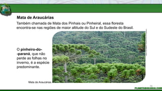 Mata de Araucárias
Mata de Araucárias.
O pinheiro-do-
-paraná, que não
perde as folhas no
inverno, é a espécie
predominante.
Também chamada de Mata dos Pinhais ou Pinheiral, essa floresta
encontra-se nas regiões de maior altitude do Sul e do Sudeste do Brasil.
FABIO
COLOMBINI
/
ACERVO
DO
FOTÓGRAFO
76
 