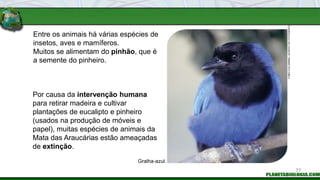 Entre os animais há várias espécies de
insetos, aves e mamíferos.
Muitos se alimentam do pinhão, que é
a semente do pinheiro.
Por causa da intervenção humana
para retirar madeira e cultivar
plantações de eucalipto e pinheiro
(usados na produção de móveis e
papel), muitas espécies de animais da
Mata das Araucárias estão ameaçadas
de extinção.
Gralha-azul.
FABIO
COLOMBINI
/
ACERVO
DO
FOTÓGRAFO
77
 