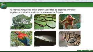 Na Floresta Amazônica existe grande variedade de espécies animais e
vegetais, encontrados em todos os ambientes da floresta.
Castanheira-do-pará.
Araracanga.
Uacari-vermelho.
Gato-do-mato.
Pirarucu.
Vitórias-régias.
FOTOS:
FABIO
COLOMBINI
/
ACERVO
DO
FOTÓGRAFO
79
 