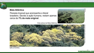 Mata Atlântica
Vista aérea da Mata Atlântica.
Ipês-amarelos.
Floresta tropical que acompanha o litoral
brasileiro. Devido à ação humana, restam apenas
cerca de 7% da mata original.
ROBERTO
LOFFEL
/
ARQUIVO
DA
EDITORA
DILMAR
CAVALHER
/
STRANA
/
ARQUIVO
DA
EDITORA
80
 