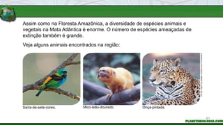 Assim como na Floresta Amazônica, a diversidade de espécies animais e
vegetais na Mata Atlântica é enorme. O número de espécies ameaçadas de
extinção também é grande.
Saíra-de-sete-cores. Mico-leão-dourado. Onça-pintada.
Veja alguns animais encontrados na região:
FOTOS:
FABIO
COLOMBINI
/
ACERVO
DO
FOTÓGRAFO
81
 