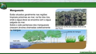 Manguezais
Manguezal na Ilha do Cardoso, litoral sul de
São Paulo.
CLÁUDIO
CHIYO
/
ARQUIVO
DA
EDITORA
NELLIE
SOLITRENICK
/
ARQUIVO
DA
EDITORA
Estão situados geralmente nas regiões
tropicais próximas ao mar, na foz dos rios,
onde a água doce se encontra com a água
salgada do mar.
Sobre o solo pantanoso dos manguezais
crescem árvores chamadas coletivamente
de mangue.
maré alta
maré baixa
plantas de mangue
83
 